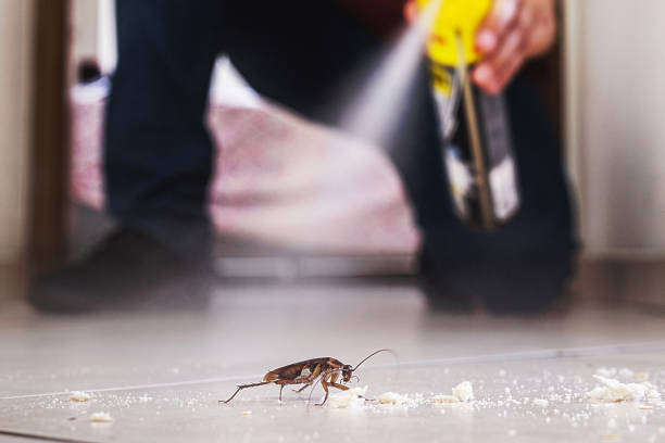 Best Mosquito Control Services  in Wildwood Crest, NJ